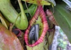 Planta carn�vora morre depois de capturar p�ssaro