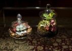 Ecossistemas em miniatura: monte um terrário para sua casa 
