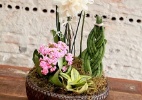 Folhagens, calandivas e orquídeas compõem arranjo para presentear 