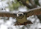 Conhe�a a ave que � um dos maiores predadores da fauna brasileira