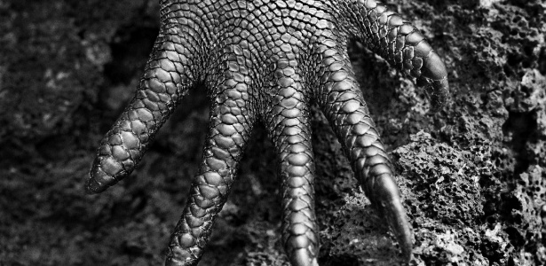 O fotógrafo Sebastião Salgado registra a pata de uma iguana nas ilhas Galápagos para o livro "Gênesis"