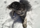Filhote de foca � encontrado no meio de floresta por alpinista