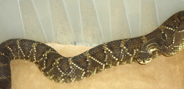 A cobra foi levada para o Cevap (Centro de Estudos de Venenos e Animais Peçonhentos) da Unesp