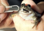 Conhe�a a r� extinta h� tr�s d�cadas e que pesquisadores tentam recriar