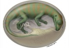 Cientistas descobrem embri�es de dinossauros r�cem-sa�dos dos ovos