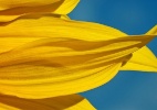 Descubra de que s�o feitas as p�talas das flores