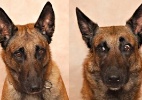 Estudo comprova que humanos reconhecem express�es faciais dos cachorros