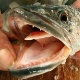 http://imguol.com/2013/05/02/2mai2013---o-cabeca-de-cobra-channa-argus-peixe-da-asia-consegue-comer-pequenos-animais-como-sapos-tartarugas-e-aluns-crustaceos-por-causa-de-seus-dentes-afiados-considerado-um-perigoso-1367514474470_80x80.jpg