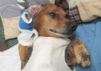 Ex-obeso, cãozinho passa por cirurgia para retirada de pele   (Foto: Divulgação)