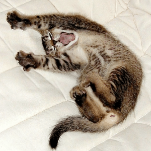 Reprodução/Des Hommes et des Chatons