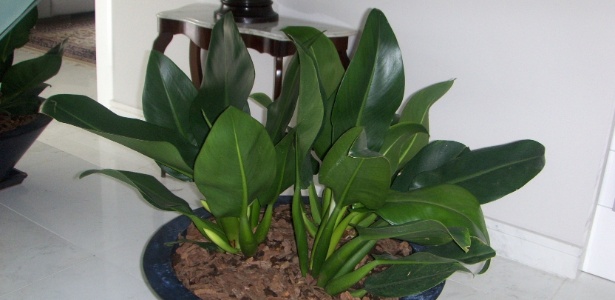 Com folhas ornamentais, a espécie Philodendron martianum deve ser cultivada em locais sombreados