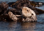 Saiba como animais dom�sticos podem amea�ar a vida marinha