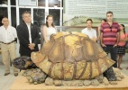 Pesquisadores descobrem f�ssil de jabuti gigante no Acre
