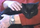 Gato que sumiu no furacão Sandy volta para casa meses depois  (Foto: Reprodução/NBC10 video)