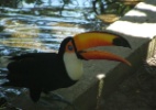 Conhe�a a esp�cie de tucano capaz de viver em diversas regi�es