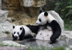 Panda gigante acaricia filhote enquanto toma banho em reserva na China  (Foto: China Daily/Reuters)