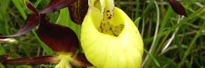 Flor rara ganhará segurança particular no Reino Unido  (Foto: PA)