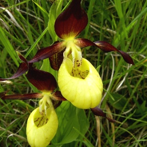 Flor mais rara do Reino Unido --a orquídea sapatinho-de-dama-- foi salva da extinção por cientistas e é protegida por rígidas leis ambientais 