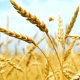 Veja alguns mitos e verdades sobre o glúten - Shutterstock
