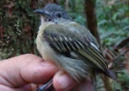 Pesquisadores descobrem 15 novas espécies de aves na Amazônia  (Foto: Fábio Schunck)