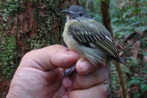 Pesquisadores descobrem 15 novas espécies de aves na Amazônia  (Foto: Fábio Schunck)
