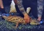 Após tentar comer cachorro da casa, jacaré é capturado por PM em Brasília  (Foto: Divulgação)