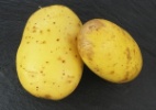 Fa�a um experimento com batatas, a��car e sal
