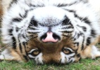 Tigre faz graça para visitantes de zoológico da Rússia  (Foto: Reuters)