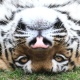 Tigre faz graça para visitantes de zoológico da Rússia - Reuters