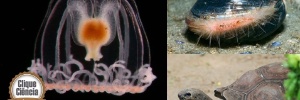 Clique Ciência: Qual animal tem a maior expectativa de vida?  (Foto: Alvaro E. Migotto/The Royal Society/AFP)