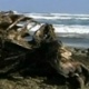 Morte de pássaros e animais marinhos intriga polícia e cientistas no Chile  - BBC