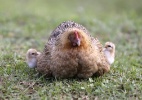 Mãe galinha é cercada por pintinhos em galinheiro na China  (Foto: Jason Lee/Reuters)