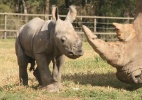 Ameaçado de extinção, rinoceronte branco nasce em zoo da Austrália  (Foto: Taronga Zoo/Reuters)