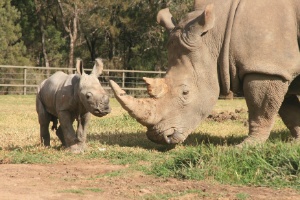 Ameaçado de extinção, rinoceronte branco nasce em zoo da Austrália  (Foto: Taronga Zoo/Reuters)