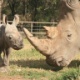 Ameaçado de extinção, rinoceronte branco nasce em zoo da Austrália - Taronga Zoo/Reuters