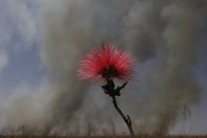 Fogo controlado protege biodiversidade do Cerrado, defende professora da USP  (Foto: Ueslei Marcelino/Reuters)