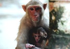 Macaca cuida de filhote em dia quente de cidade indiana  (Foto: Sanjay Kanojia/AFP)