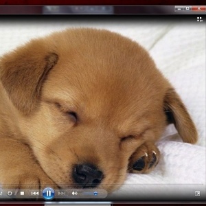Reprodução/Windows Media Player