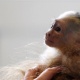 Macaco "Mally", de Justin Bieber, vira propriedade da Alemanha -  Michaela Rehle / Reuters