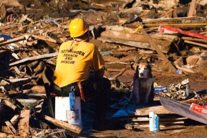 Cães ajudam no resgate de vítimas do tornado que destruiu Oklahoma  (Foto: Reuters)