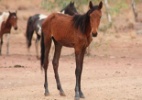 Austrália sacrificará 10 mil cavalos selvagens para evitar contaminação  (Foto: Central Land Council/AFP)