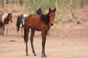 Austrália sacrificará 10 mil cavalos selvagens para evitar contaminação  (Foto: Central Land Council/AFP)