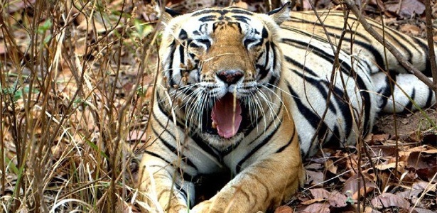 População de tigres-de-bengala caiu drasticamente no mangue do país asiático