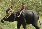 Menino se equilibra em tromba de elefante na Índia  (Foto: Sajjad Hussain/AFP)