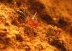 Brasileiros acham 2 novas espécies de aracnídeos em cavernas do Nordeste