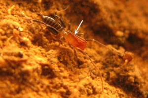 Pesquisadores descobrem duas novas espécies de aracnídeos no Nordeste  (Foto: Santos AJ, Ferreira RL, Buzatto BA/Plos One)