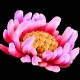Fotos revelam cores e beleza de detalhes "invisíveis" de flores - Susumu Nishinaga/Barcroft Media/BBC
