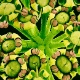 Fotos revelam a beleza microscópica das flores - Susumu Nishinaga/Barcroft Media/BBC