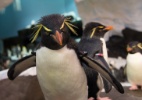 Divulga��o/SeaWorld}