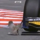 Pássaro sortudo escapa de ser atropelado por brasileiro da GP2 - Reprodução